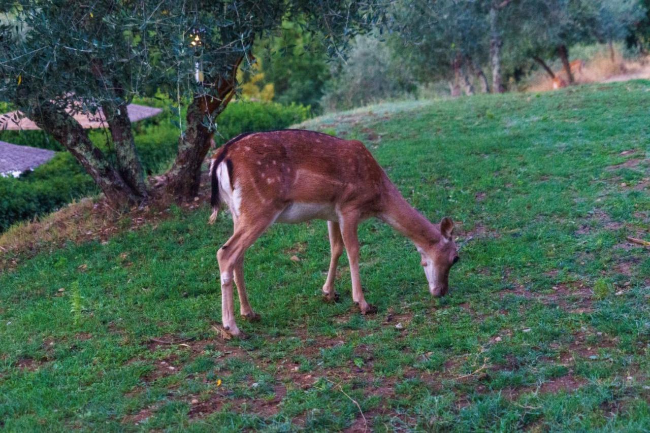 Celle Di Lecchi Nel Chianti Villa San Sano ภายนอก รูปภาพ